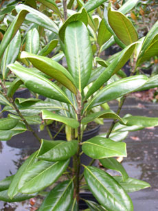 MTIG foliage
