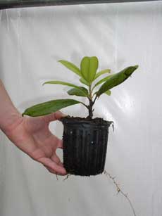 quart MGTIG
