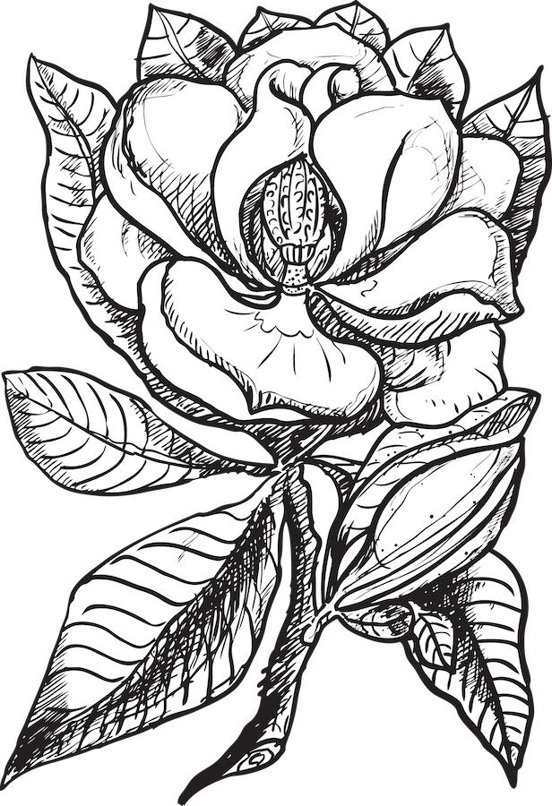 Magnolia Dean Nursery Logo Small