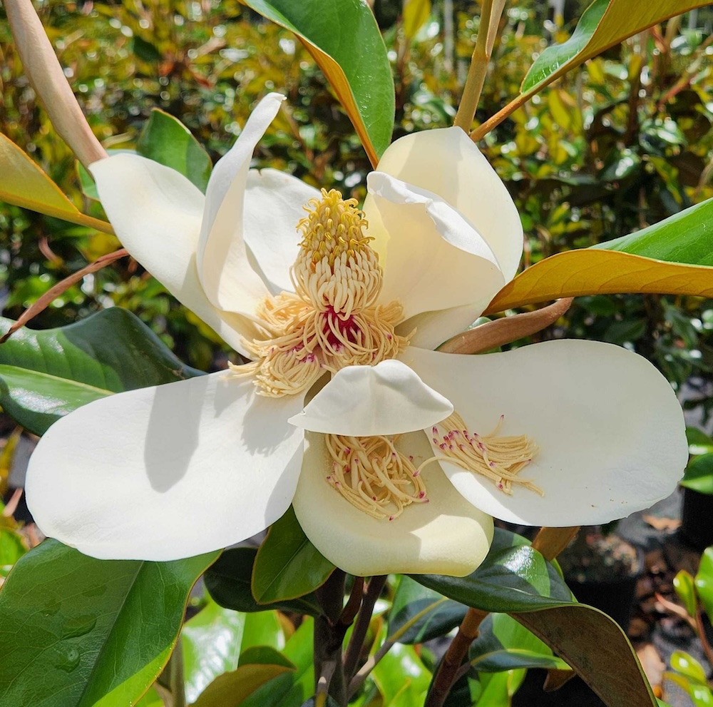 Brackens Brown Beauty Magnolia Bloom 1