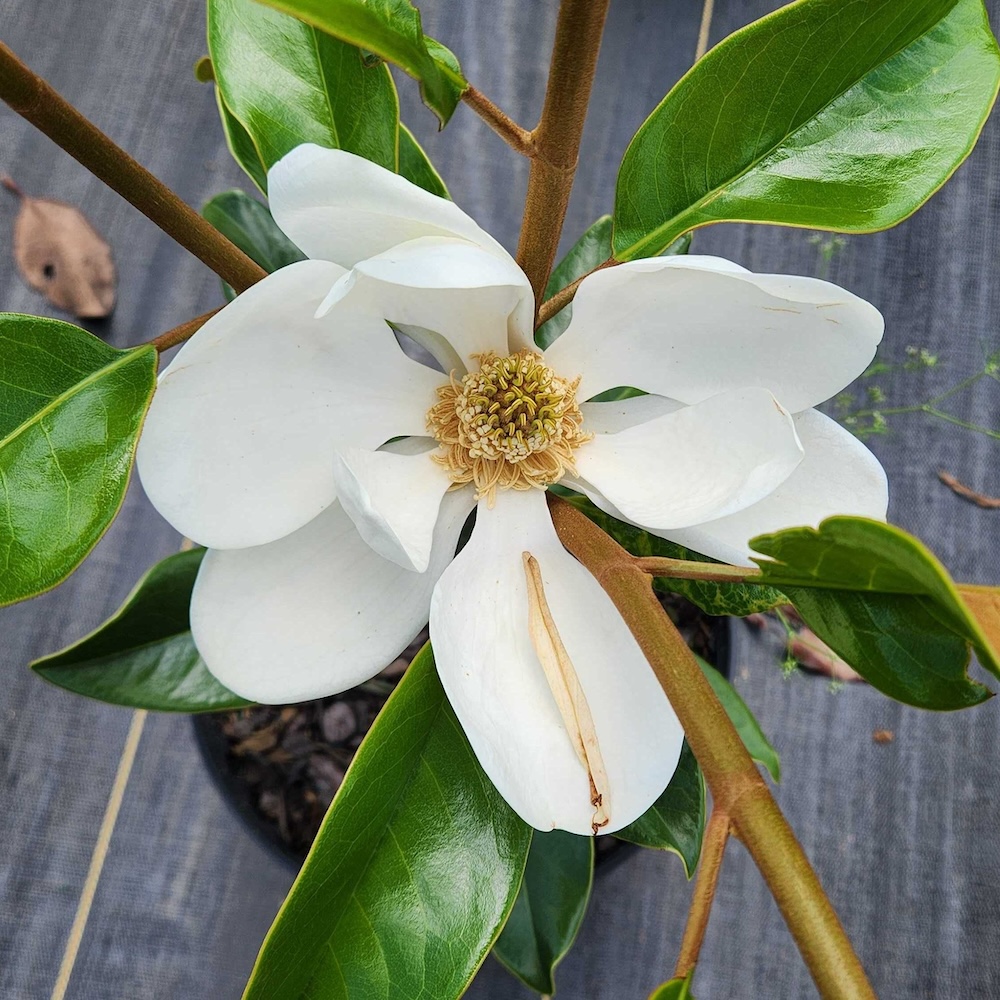 Claudia Wanamaker blooms 1