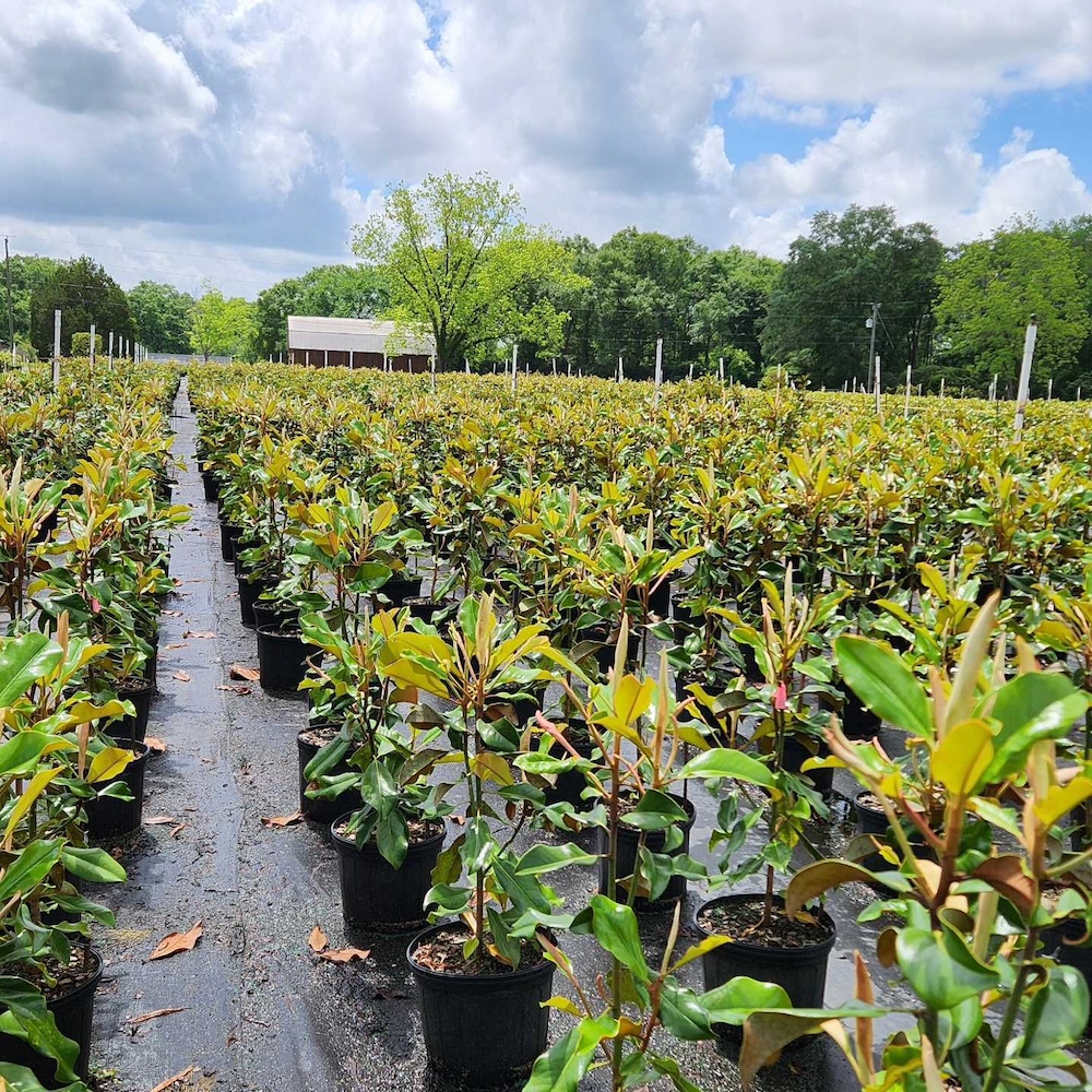 Rows of Magnolias