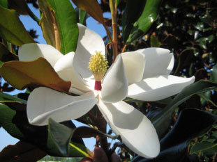 Southern Grandiflora Kay Parris